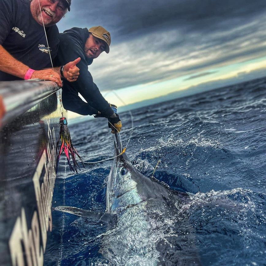 Fisherman releasing a blue marlin with a Fathom Offshore trolling lure