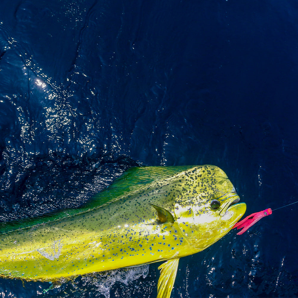 El Nino Half Pint Extra Small 6" Trolling Lure