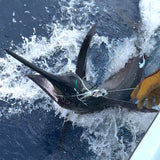 Blue Marlin with Fathom Offshore trolling lure