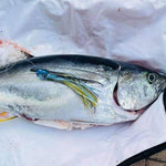Yellowfin Tuna Calico Jack Slant Medium 9" Trolling Lure