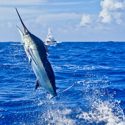 Blue Marlin caught with Fathom Offshore fishing lures