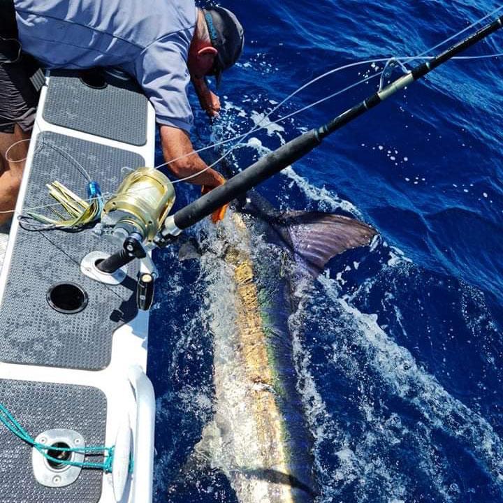 Yellowfin Tuna Calico Jack Slant Medium 9 Trolling Lure Lure Only