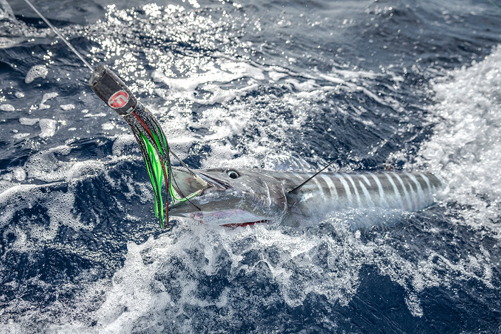Fathom Offshore Tinker Mackerel Calico Jack Slant Large 14